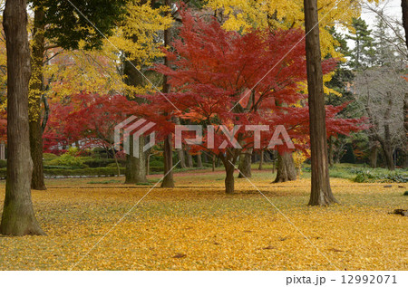 秋季の装い 秋季の装い 12992071