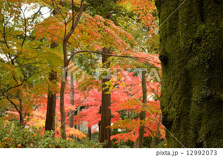 癒されるひと時 癒されるひと時 12992073