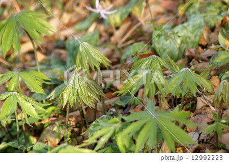 ユニークで愛らしいヤブレガサ：破れ傘 12992223