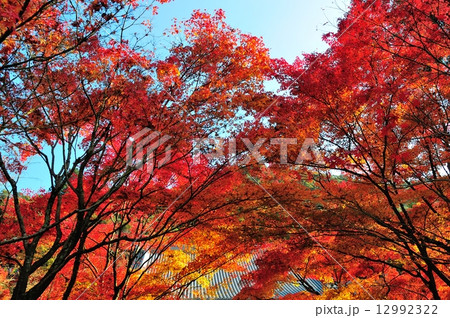 紅葉の京都永観堂 紅葉の京都永観堂 12992322