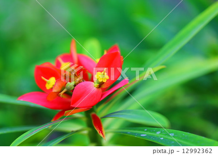 エウフォルビア・プニセラ エウフォルビア・プニセラ 12992362