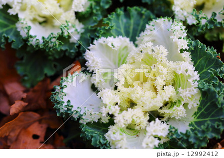 ハボタン　白すずめ 12992412