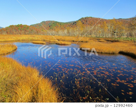 尾瀬 尾瀬 12992460