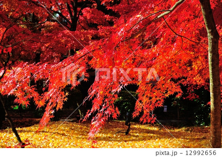 京都 永観堂の秋 京都 永観堂の秋 12992656