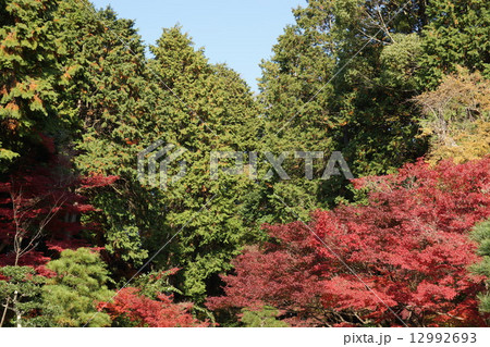 京都・金戒光明寺紫雲の庭の紅葉グラデーション 京都・金戒光明寺紫雲の庭の紅葉グラデーション 12992693