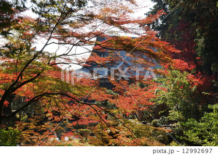 京都・金戒光明寺紫雲の庭から方丈への紅葉 京都・金戒光明寺紫雲の庭から方丈への紅葉 12992697
