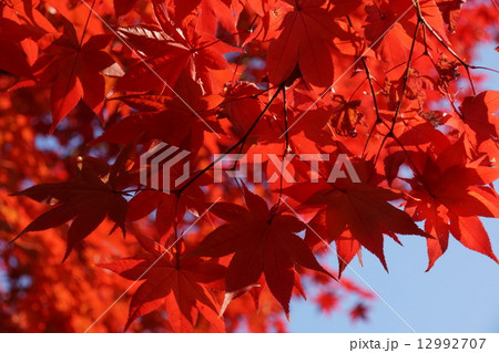 京都東山の真っ赤なもみじ 京都東山の真っ赤なもみじ 12992707