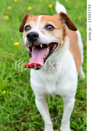 早く遊んでよ♪ 12992749