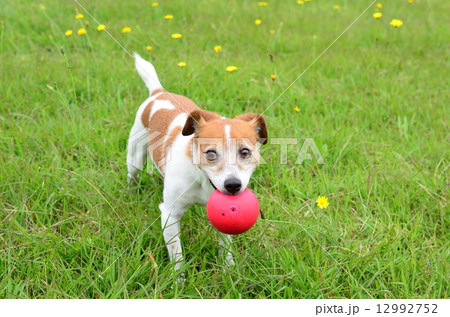 とったど♪ 12992752