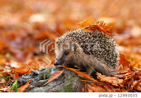Hedgehog 12993035