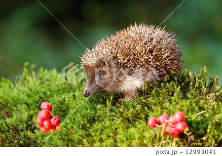 Hedgehog and rowans Hedgehog and rowans 12993041