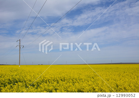Rape field 12993052
