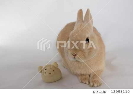 ネザーランドドワーフ ネザーランドドワーフ 12993110