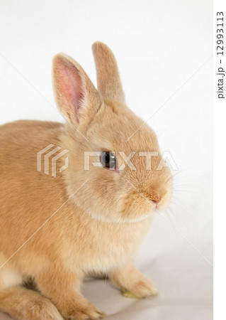 ネザーランドドワーフ ネザーランドドワーフ 12993113