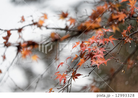 紅葉 紅葉 12993328