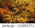 長瀞の紅葉 12993371