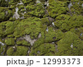 苔庭 12993373