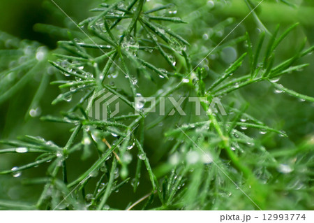 Green grass 12993774