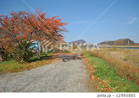 余市川桜堤(並木)秋・紅葉 余市川桜堤(並木)秋・紅葉 12993883