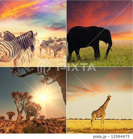 African safari 12994675