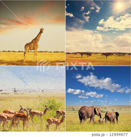 African safari African safari 12994677