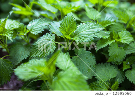 Stinging nettles 12995060