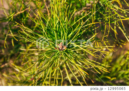 Closeup of the pine buds and needles Closeup of the pine buds and needles 12995065