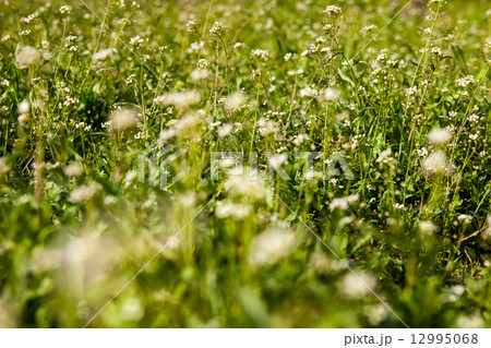 Meadow with shepherd's-purse flowers Meadow with shepherd's-purse flowers 12995068