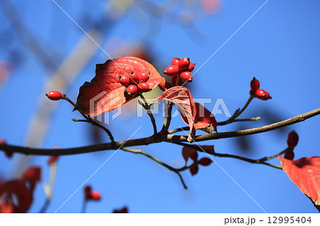 ハナミズキの紅葉と赤い実 12995404