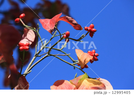 ハナミズキの紅葉と赤い実 12995405