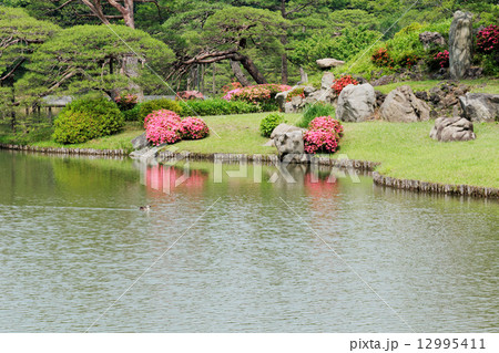 六義園の鮮やかなピンク色のサツキの花と湖面に映える景観 12995411