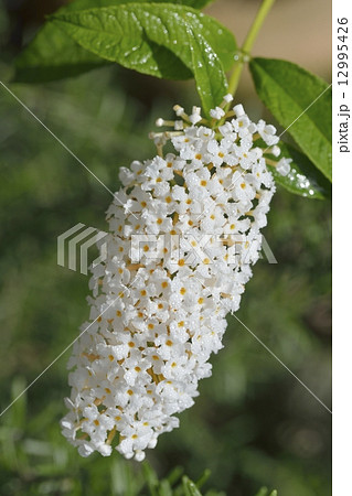 ブッドレア 12995426