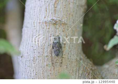 ツクツクボウシ ツクツクボウシ 12995440