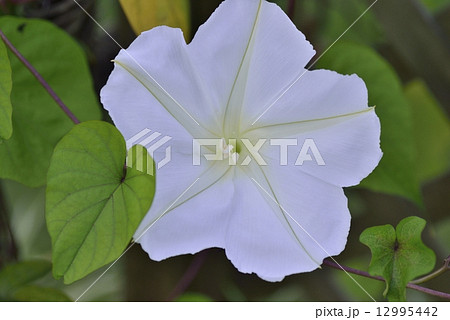ユウガオ 12995442