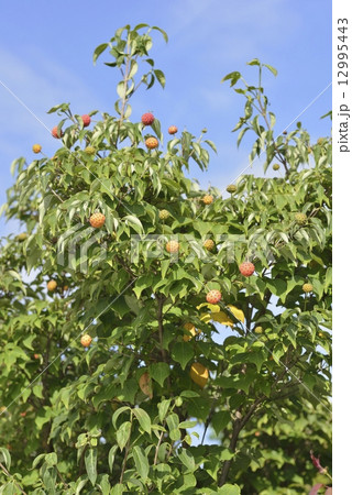 ヤマボウシ 12995443