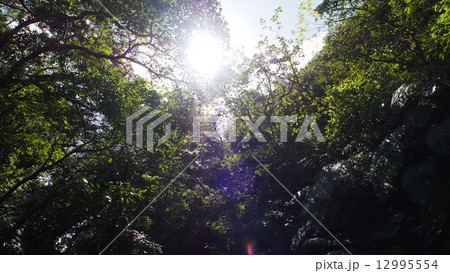 西表の森 西表の森 12995554