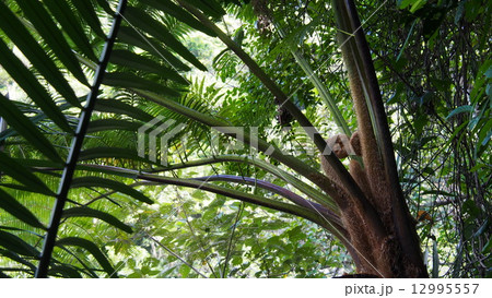 西表のシダ植物 12995557