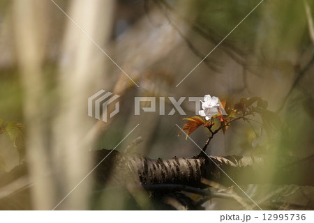 山桜 12995736