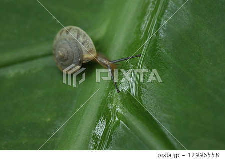 生き物 巻貝 タラマケマイマイ、久しぶりの降雨の後、森のあちこちで一斉に動き始めました 生き物 巻貝 タラマケマイマイ、久しぶりの降雨の後、森のあちこちで一斉に動き始めました 12996558