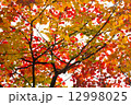 紅葉　枝一面に 12998025