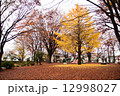 横　イチョウとモミジの紅葉 12998027