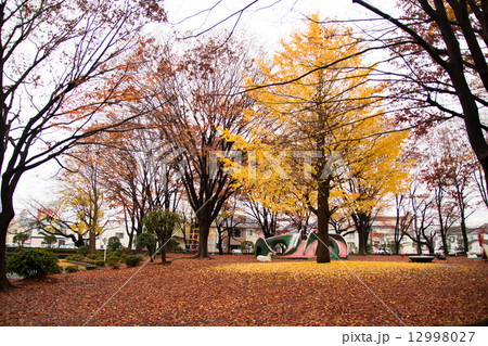 横 イチョウとモミジの紅葉 横 イチョウとモミジの紅葉 12998027