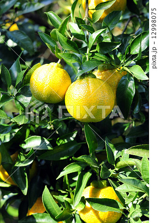 シラヌヒ-3 12998075