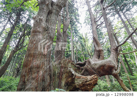 幻想の森山之内杉 幻想の森山之内杉 12998098