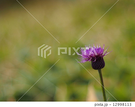 花 12998113