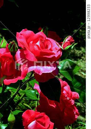 バラの花 バラの花 12998233