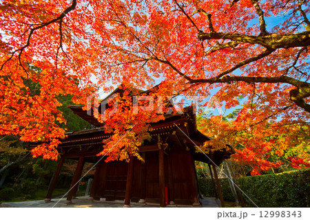 一休寺の紅葉 12998343
