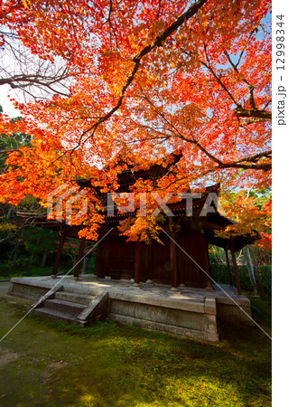 一休寺の紅葉 12998344
