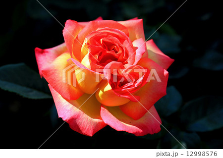 バラの花 バラの花 12998576
