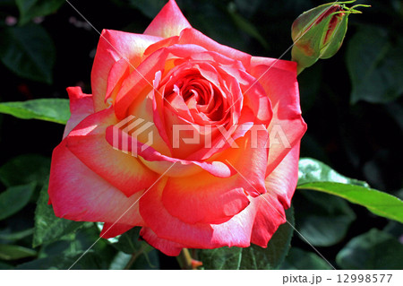 バラの花 バラの花 12998577